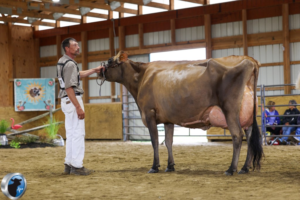 honorable mention sr champion eastern new york summer jersey show