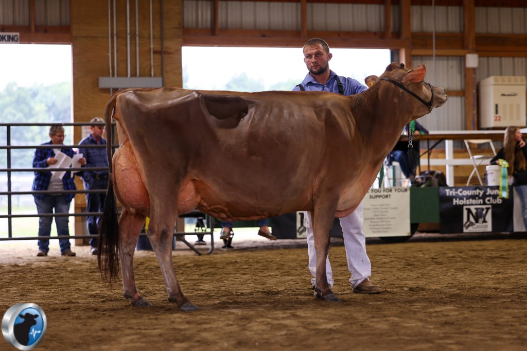 ENYJersey2025 reserve grand champion