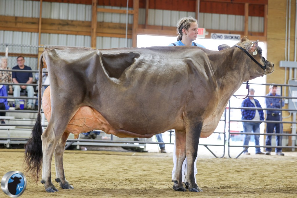 reserve sr champion enyshersey show
